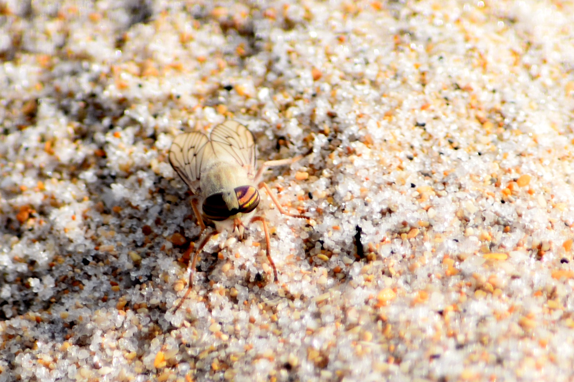 Beach Horse Fly