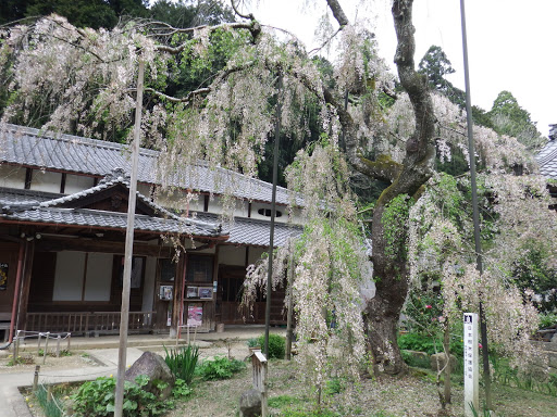 枝垂れ桜は終盤