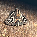 Tiger Moth