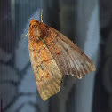 Lesser Mallow Moth