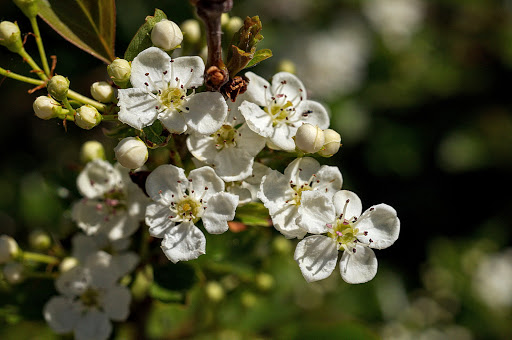 Crataegus monogyna