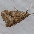 Cabbage Webworm