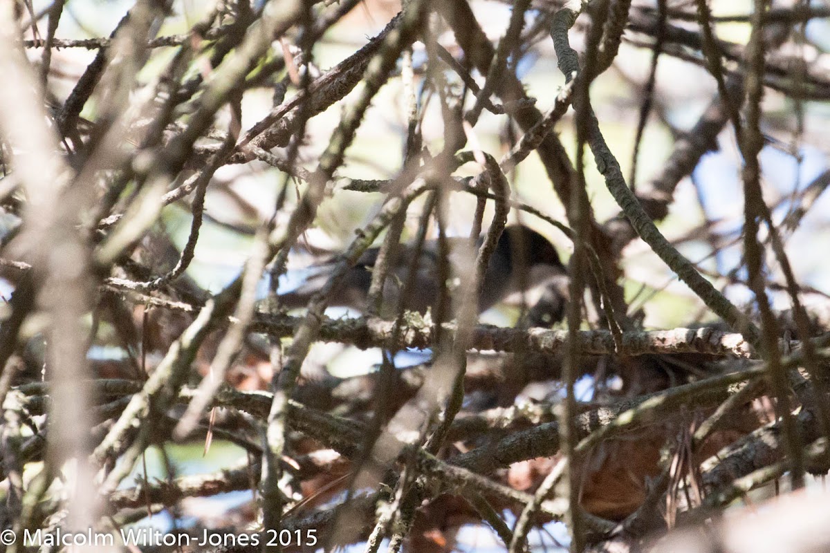 Sardinian Warbler; Curruca Cabicinegra