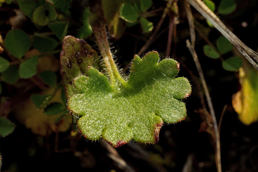 Saxifraga granulata