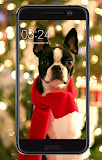 Boston Terrier Wallpaper