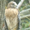 Red Tailed Hawk