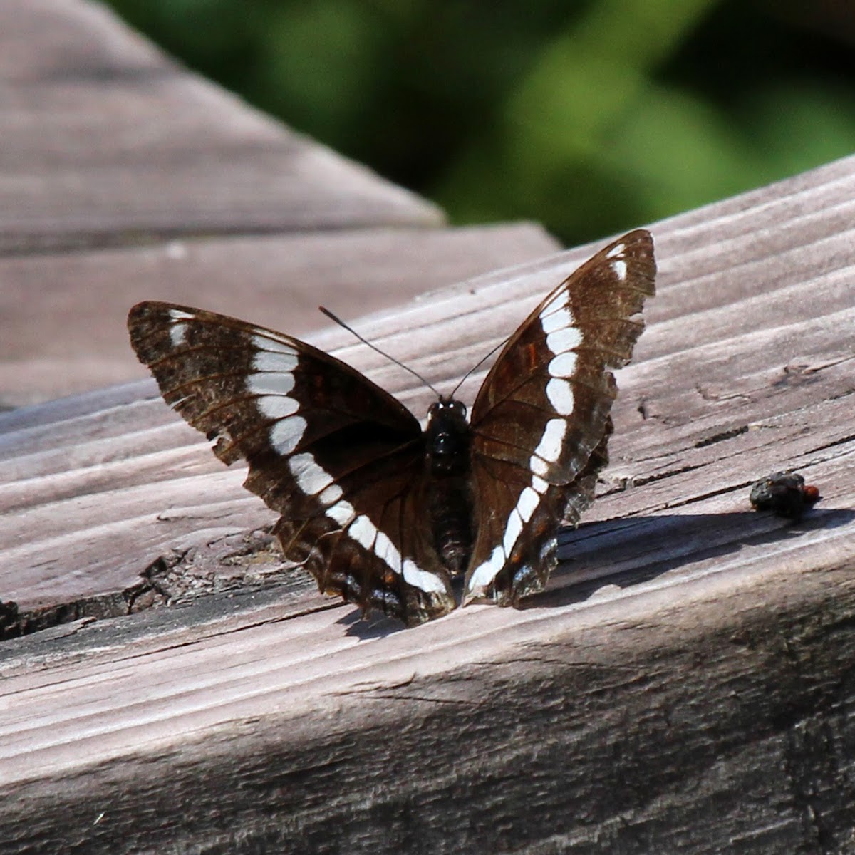 White Admiral Butterfly