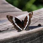 White Admiral Butterfly