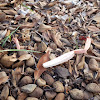 Lantern Stinkhorn