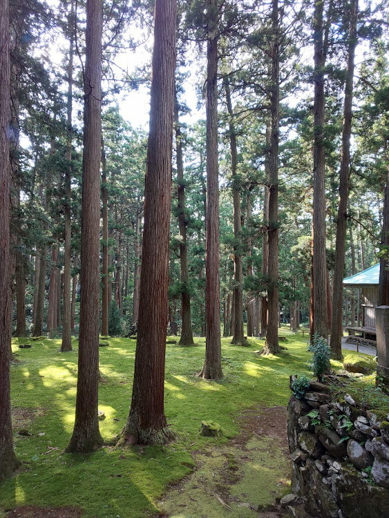 セレナのドライブ・福井県立恐竜博物館に関するカスタム事例の投稿画像8枚目