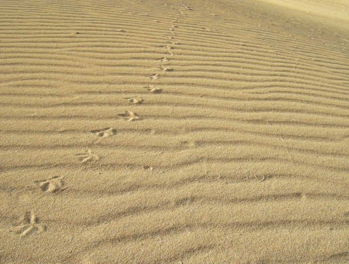 Passaggio sulle dune di falotik