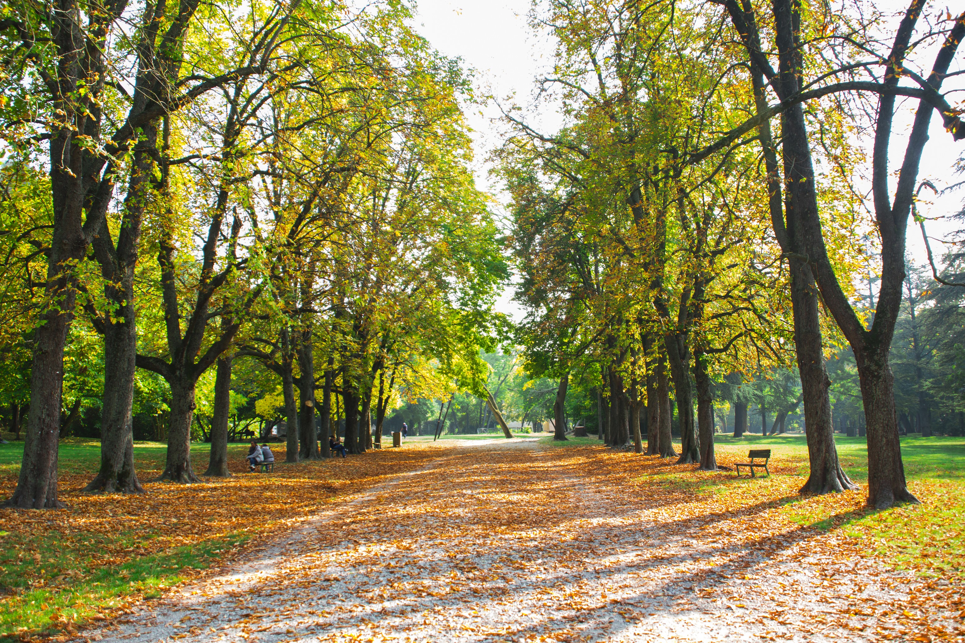 colori d'autunno di Wolfman