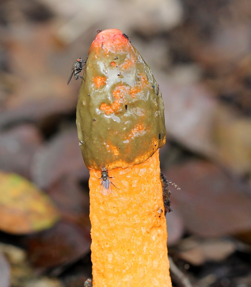 Red Stinkhorn