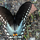 Spicebush swallowtail