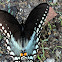 Spicebush swallowtail