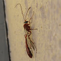 Ichneumon wasps