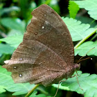 Brown butterfly