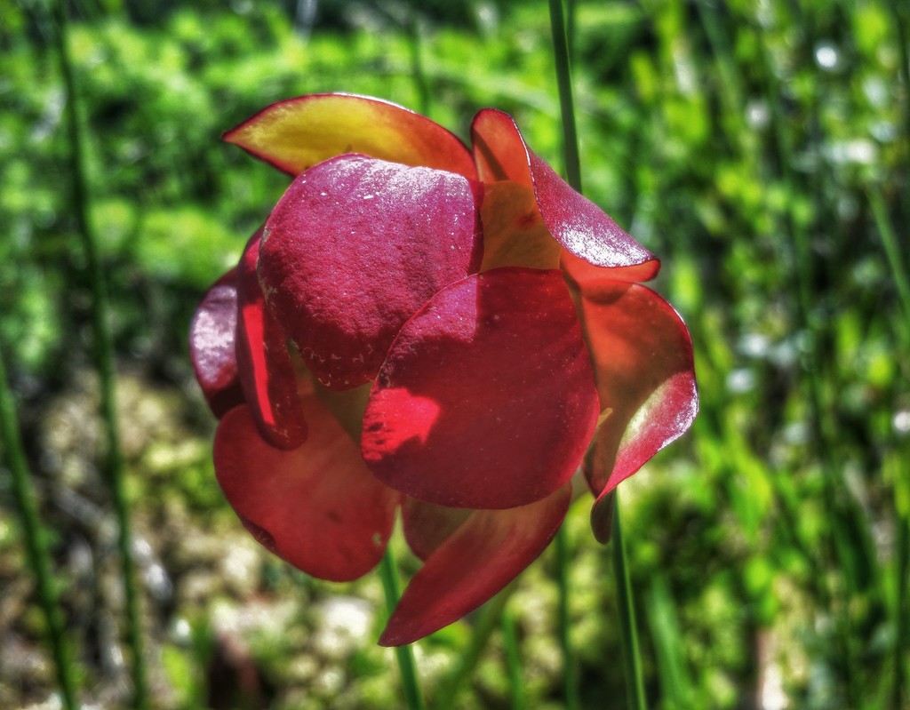 Purple Pitcher Plant