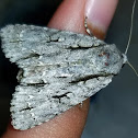 Great Oak dagger moth