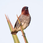 Scaly Breasted Munia