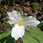 Great white trillium