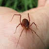 Opiliones