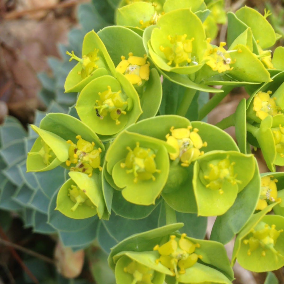 Creeping spurge