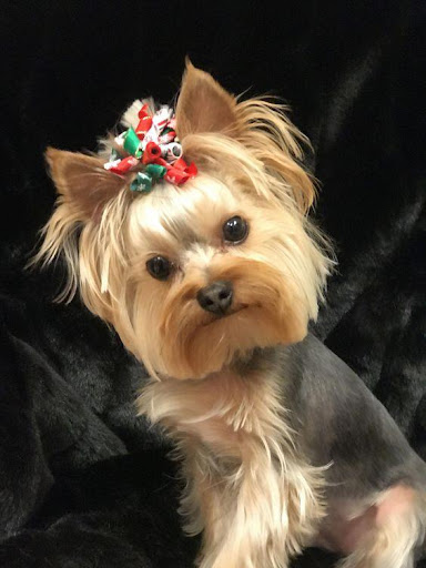 Yorkshire Terrier Puppies Wallpapers