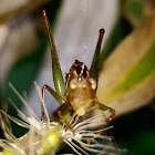 Roesel’s Katydid