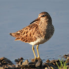 Pectoral sandpiper