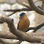 Brahminy starling or myna