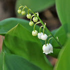 Lily-of-the-valley