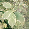 Variegated tartarian dogwood