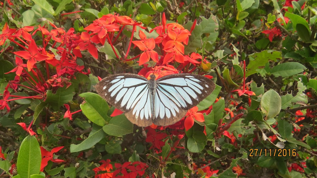 Indian Wanderer Butterfly (male)