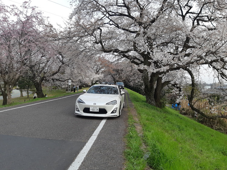 86の桜と愛車・コロナが早く終息しますようにに関するカスタム事例の投稿画像3枚目