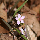 Carolina Springbeauty