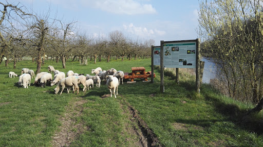 Obstgarten Haseldorf