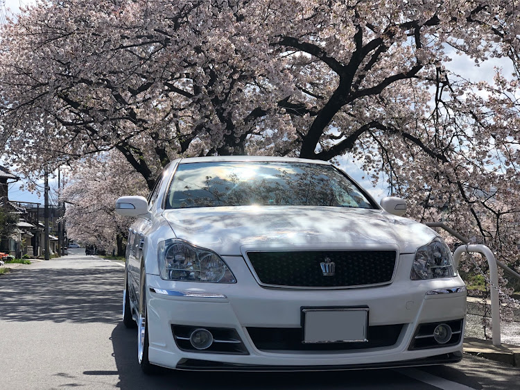 クラウンロイヤルの🐢活・桜と愛車・桜とコラボ・ドライブに関するカスタム事例の投稿画像1枚目