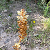 Orobanche