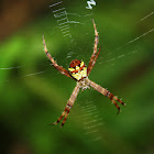 Garden Orb-weaver