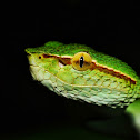 Keeled pit viper