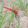 Red veined Darter; Dardo de Venas Rojas