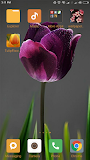 Tulip Flower Wallpapers