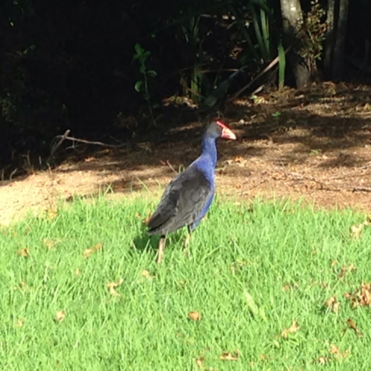 Pukeko (purple swamp hen)