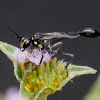 Thread-waisted Wasp ♂