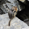 Golden-Mantled Ground Squirrel