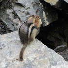 Golden-Mantled Ground Squirrel