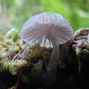 Mycena