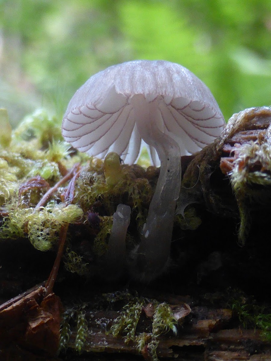 Mycena