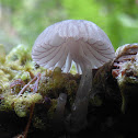 Mycena